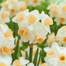 Нарцисс тацетта Kapiti Peach