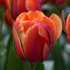 Тюльпан махровый Queensday