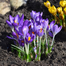 Крокус ботанічний Whitewell Purple