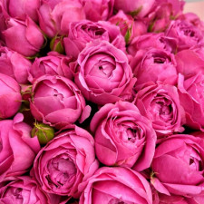 Роза английская Пиони Роуз