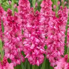 Гладиолус гофрированный Sweet Love