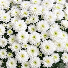 Хризантема веточная Baltica White