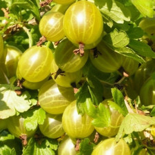 Аґрус Білоруський цукровий