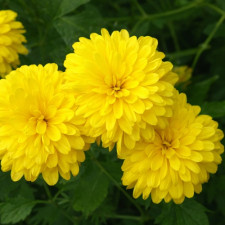 Рудбекия махровая Goldquelle