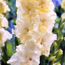 Гладиолус гофрированный Happy Touch