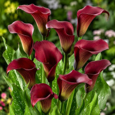 Калла Majestic Red