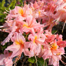 Азалия гибридная Пинк Делайт, Pink Delight