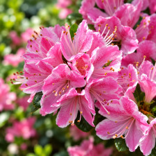Азалия японская Kermesina Rosea