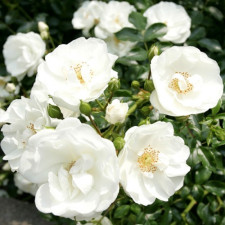 Троянда ґрунтопокривна Шнеекьонігін