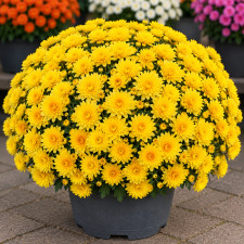 Хризантема мультифлора Meridian Field Yellow
