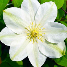 Клематис Guernsey Cream