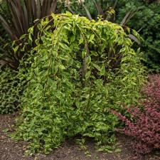 Сакура плакучая пестролистная Фрили Фок