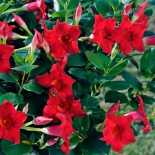 Дипладения Mandevilla Jade Grenat