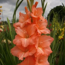 Гладіолус Peter Pears