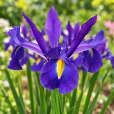 Ирис Hollandica Discovery Purple