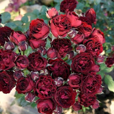 Роза спрей Блэк Джек