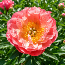Пион Pink Hawaiian Coral
