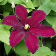 Клематис Niobe