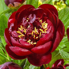 Пион травянистый Buckeye Belle