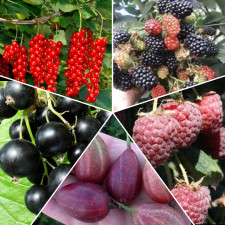 Набор ягодных “5 Ягодных Лидеров”