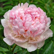 Пион травянистый Angel Cheeks