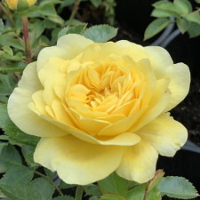 Троянда шраб Анні Дюпре