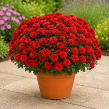Хризантема мультифлора Branhill Red