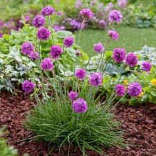 Армерия примоская Рубрифолия