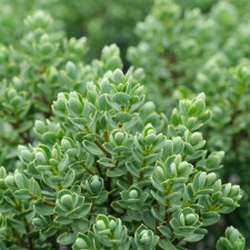 Хебе Topiaria