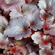 Гейхера гибридная Gotham