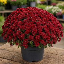 Хризантема мультифлора Cherry Red