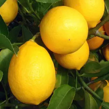 Лимон низькорослий Нано