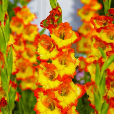 Гладиолус Princess Margaret Rose