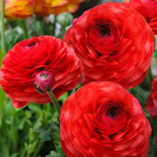 Лютик садовый Aviv Red