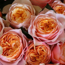 Роза чайно-гибридная Романтик Вувузела