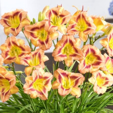 Лилейник London Eye