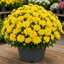 Хризантема мультифлора Bransound Lemon