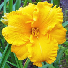 Лілійник Bakabana