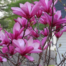 Магнолія гібридна Рікі