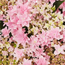 Гортензия крупнолистная Флория Пинк, Floria Pink