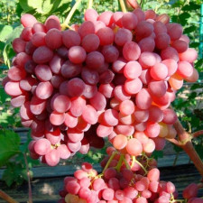 Виноград кишмиш Сказка