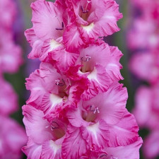 Гладиолус Violet King