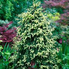 Ялина східна Aureospicata