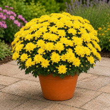 Хризантема мультифлора Homerun Yellow