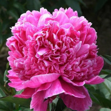 Пион травянистый Barbara