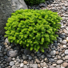 Пихта корейская Green Carpet