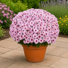 Хризантема мультифлора Podium Pink Bicolor