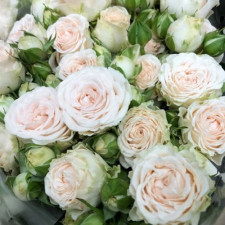 Роза спрей Софи