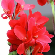 Канна Crimson Beauty