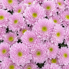 Хризантема гілкова Commander Pink